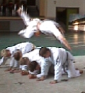 ca. 2,12 MB